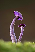 Amethyst deceiver fungus (Laccaria amethystina). New Forest National Park, England, UK. October.