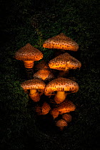 Shaggy scalycap fungus (Pholiota squarrosa) at night. New Forest National Park, England, UK. October.