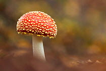 Fly agaric fungus (Amanita muscaria). New Forest National Park, England, UK. October. Focus stacked image.