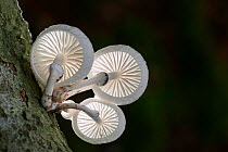 Porcelain fungus (Oudemansiella mucida). New Forest National Park, England, UK. November.