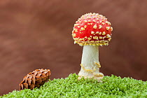 Fly agaric fungus (Amanita muscaria) and fir cone amongst moss. New Forest National Park, England, UK. November