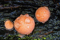Wolf&#39;s milk slime mould (Lycogala epidendrum), water droplets on fruiting bodies, on decaying beech. New Forest National Park, England, UK. October.