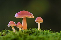 Rosy bonnet fungus (Mycena rosea). New Forest National Park, England, UK. October.