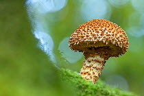 Shaggy scalycap fungus (Pholiota squarrosa). New Forest National Park, England, UK. October.