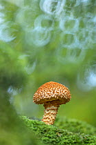 Shaggy scalycap fungus (Pholiota squarrosa). New Forest National Park, England, UK. October.