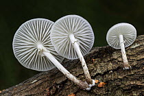 Porcelain fungus (Oudemansiella mucida), gills on undersides. New Forest National Park, England, UK. September.