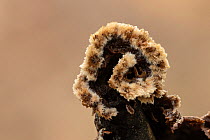Earthfan fungus (Thelephora terrestris). New Forest National Park, England, UK. September.
