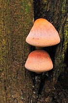 Beefsteak fungus (Fistulina hepatica) on Oak (Quercus robur) tree trunk. New Forest National Park, England, UK. September.