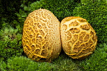 Common earth-ball fungus (Scleroderma citrinum). New Forest National Park, England, UK. September.