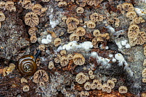 Snail feeding on Roundspored oysterling fungus (Crepidotus cesatii). New Forest National Park, England, UK. October.
