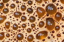 Oak bracket / weeping polypore fungus (Inonotus dryadeus) pores, Uplyme, Devon, England. August.
