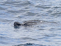 Leatherback turtle (Dermochelys coriacea) in English Channel off Portsmouth, UK, August 2019
