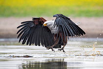 African fish eagle (Haliaeetus vocifer) swoops to catch a freshly caught fish, dropped by a Saddle-billed stork (Ephippiorhynchus senegalensis) after being pressurised to do so by the eagle. Liuwa Pla...