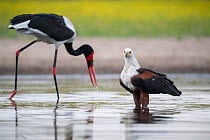 African fish eagle (Haliaeetus vocifer) scans the surface of a waterhole for any signs of a swimming fish, while a passing Saddle-billed stork (Ephippiorhynchus senegalensis) searches for a fish in th...