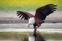African fish eagle (Haliaeetus vocifer) grabs a fish for a meal, that had recently been caught by a Saddle-billed stork (Ephippiorhynchus senegalensis), after the eagle had pressurised the stork into...