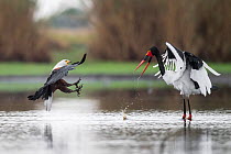 African fish eagle (Haliaeetus vocifer) pressurises a Saddle-billed stork (Ephippiorhynchus senegalensis) into dropping a freshly caught fish, so that it can be stolen for a meal. Liuwa Plain National...