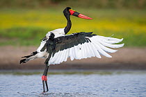 Saddle-billed stork (Ephippiorhynchus senegalensis) flapping wings after preening. Liuwa Plain National Park, Zambia.