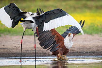 African fish eagle (Haliaeetus vocifer) battles to keep a freshly caught fish, stolen for a meal from a Saddle-billed stork (Ephippiorhynchus senegalensis). Liuwa Plain National Park, Zambia