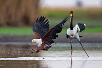 African fish eagle (Haliaeetus vocifer) swoops to catch a freshly caught fish, dropped by a Saddle-billed stork (Ephippiorhynchus senegalensis) after being pressuried to do so by the eagle. Liuwa Plai...