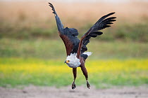 African fish Eegle (Haliaeetus vocifer) flies in fast and directly, to pressurise a Saddle-billed stork (Ephippiorhynchus senegalensis) into dropping a freshly caught fish so that it can be stolen for...