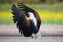 African fish eagle (Haliaeetus vocifer) flies in fast and directly, to pressurise a Saddle-billed stork (Ephippiorhynchus senegalensis) into dropping a freshly caught fish so that it can be stolen for...