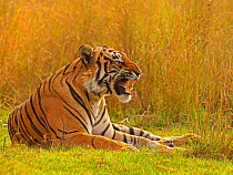 Bengal tiger (Panthera tigris) male, called Pi, Ranthambhore, India
