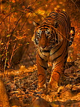 Bengal tiger (Panthera tigris) malecalled Pi Ranthambhore, India