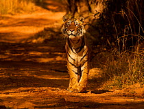 Bengal tiger (Panthera tigris) male, called Pi Ranthambhore, India
