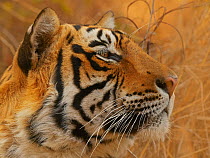 Bengal tiger (Panthera tigris) male called Pi Ranthambhore, India
