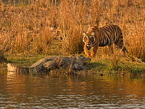Bengal tiger (Panthera tigris) sub adult with Mugger crocodile (Crocodylus palustris) Ranthambhore, India. Medium repro only