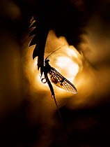 Common mayfly (Ephemera danica) against setting sun, Wales, UK.