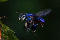 Orchid bee (Euglossa imperialis) male in flight, close up. Golfito, Costa Rica.