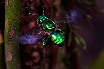 Orchid bee (Euglossa imperialis) male in flight, close up. Golfito, Costa Rica.