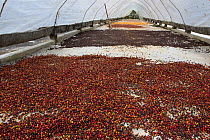 Coffee (Coffea arabica) cherries drying in polytunnel, beans are extracted from these fruits. Organic coffee plantation near La Amistad International Park, Costa Rica. 2018.