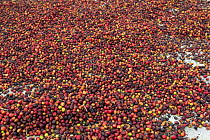 Coffee (Coffea arabica) cherries drying, beans are extracted from these fruits. Organic coffee plantation near La Amistad International Park, Costa Rica.