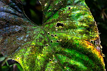 Leaf covered in epiphytes including moss, lichen and cyanobacteria. Golfito, Costa Rica.
