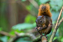 Red-tailed squirrel (Sciurus granatensis) feeding on nut. Osa Peninsula, Costa Rica.