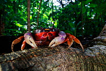 Mexican land crab (Gecarcinus quadratus) in rainforest. Osa Peninsula, Costa Rica.