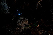 Hedgehog (Erinaceus europaeus) juvenile at night. Yonne, France. June.