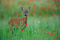 Roe deer (Capreolus capreolus) female in grassland with Meadow poppy (Papaver rhoeas). Yonne, France. June.
