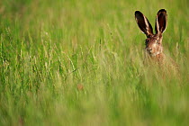 European hare (Lepus europaeus) in grassland, head visible above grass. Yonne, France. June.