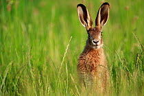 European hare (Lepus europaeus) in grassland, portrait. Yonne, France. June.
