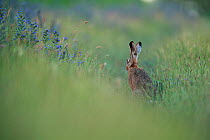 European hare (Lepus europaeus) sitting in grassland. Yonne, France. June.