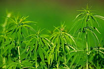 Hemp (Cannabis sativa) growing as crop. Yonne, France. June.