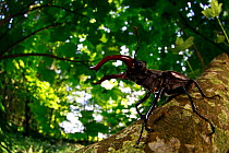 Stag beetle (Lucanus cervus) male in woodland. Yonne, France. June.