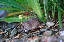 Brown rat (Rattus norvegicus) feeding on bank of River Yonne. Sens, France. September.