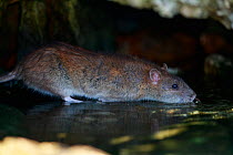 Brown rat (Rattus norvegicus) drinking from river. Sens, France. September.