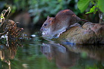 Brown rat (Rattus norvegicus) on rock at edge of river, reflected in water. Sens, France. September.