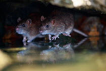 Brown rat (Rattus norvegicus), two on rocks at edge of Yonne River, reflected in water. Sens, France. September.