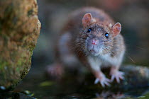 Brown rat (Rattus norvegicus). Sens, France. September.